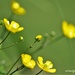 Buttercups  by radiogirl