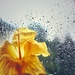 Flower rain by joemuli