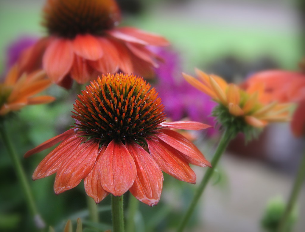 Coneflower after the Rain by calm