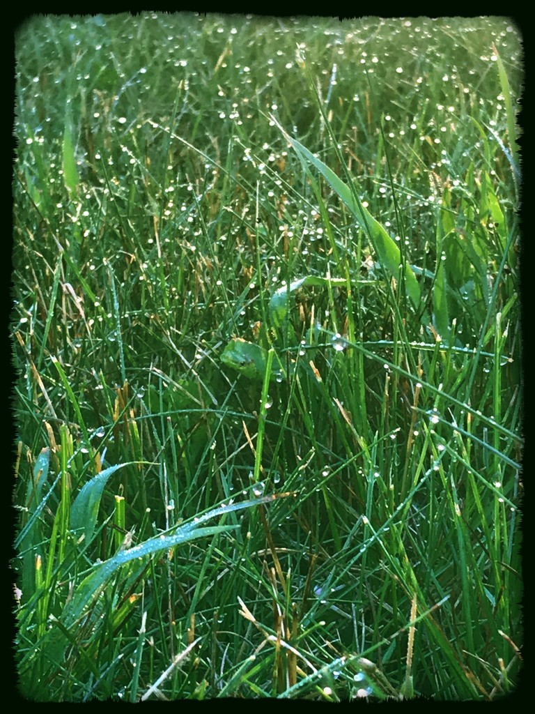 Day 282:  Dew On The Grass by sheilalorson