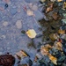 November puddle in June by cristinaledesma33