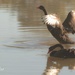swan dance by ulla