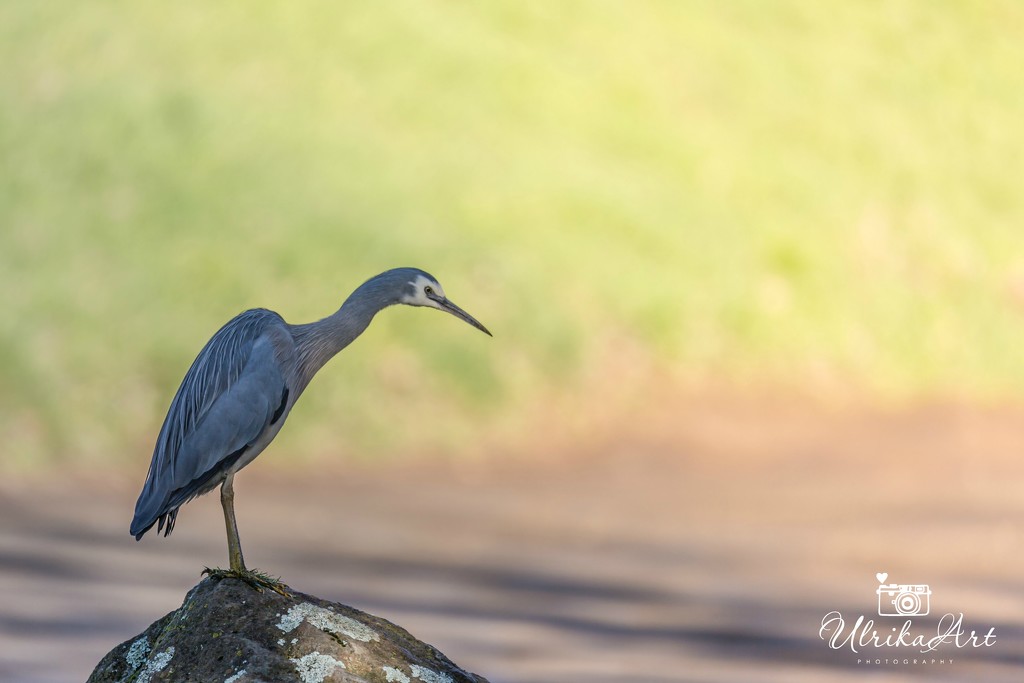 white faced heron by ulla