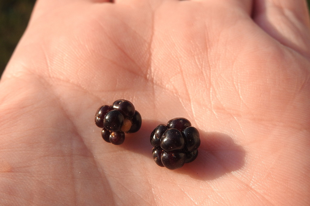 Two Tiny Blackberries by homeschoolmom