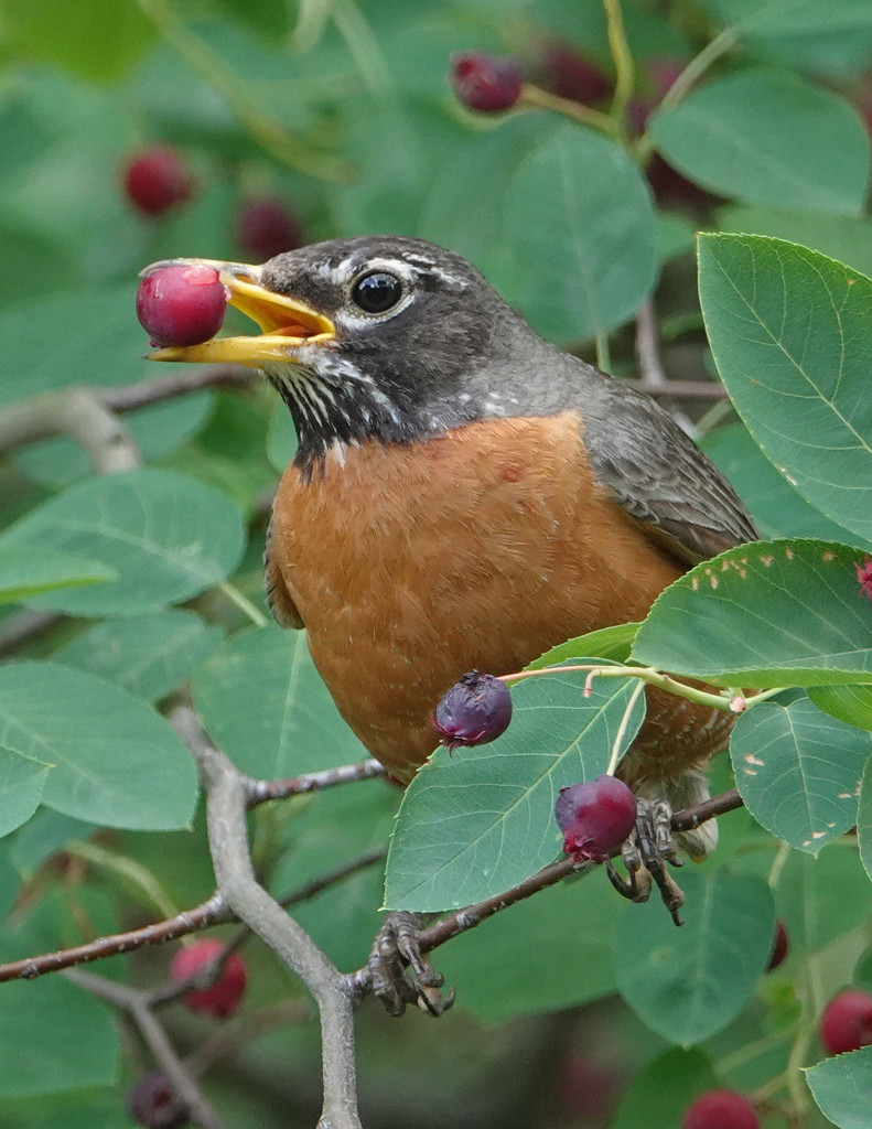 Robin with Serviceberry by annepann