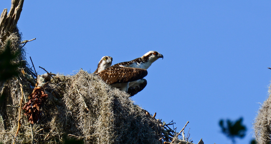 Mom and Babe Osprey! by rickster549