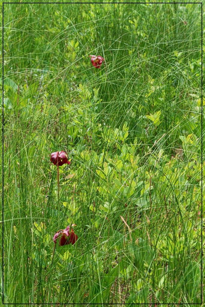 Pitcher Plants in the Bog by olivetreeann