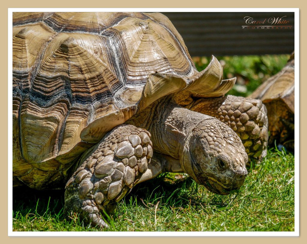 Giant Tortoise by carolmw