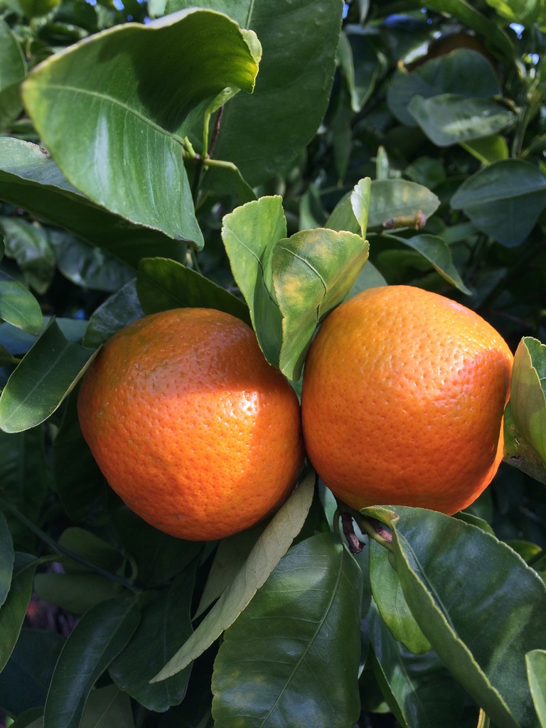 Mandarins by narayani