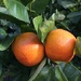Mandarins by narayani