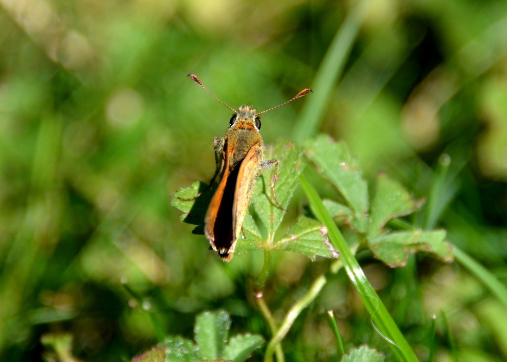 Moth by arkensiel