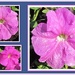 Pink Petunia collage. by grace55
