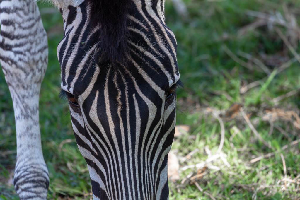 Zebra by pusspup