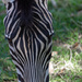 Zebra by pusspup