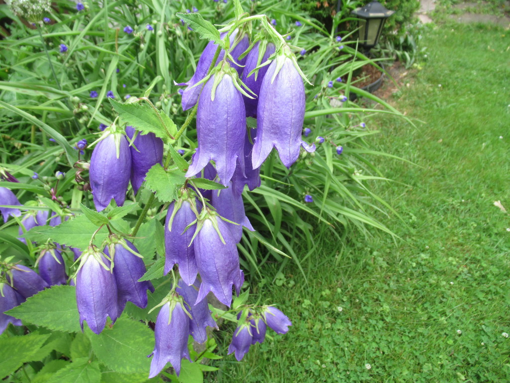 Do we have a name for this flower - Yes, I was told it's called Campanula by bruni