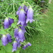 Do we have a name for this flower - Yes, I was told it's called Campanula by bruni