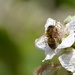 Honey Bee...... by ziggy77