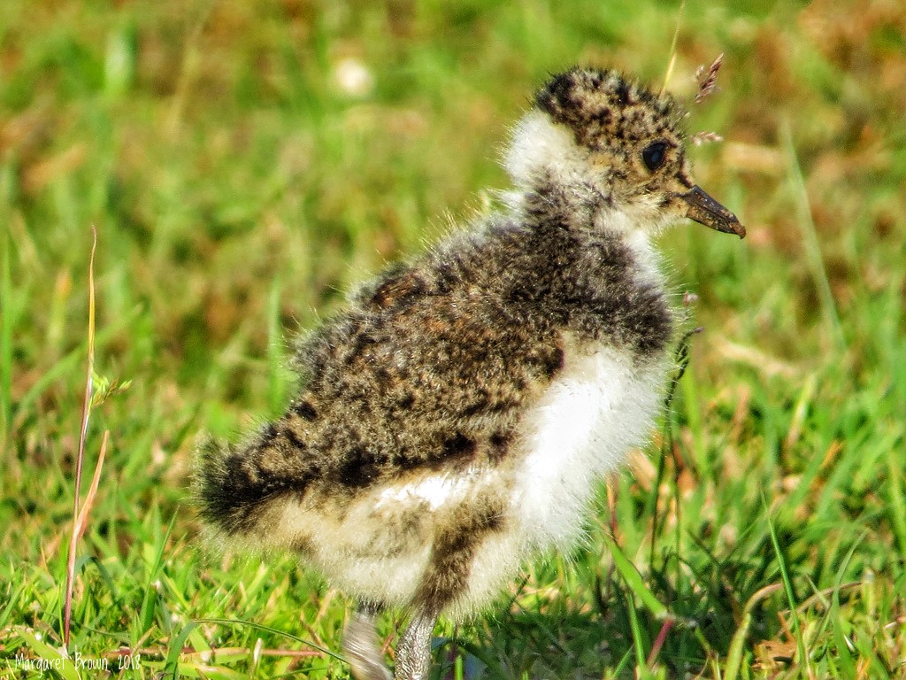 Lapwing chick by craftymeg