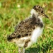Lapwing chick by craftymeg