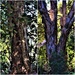 Australian Paper Bark Trees ~ by happysnaps