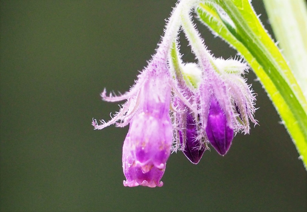 Comfrey by jacqbb