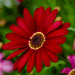 Red Daisy by elisasaeter