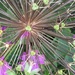 Allium Seedhead and Geranium Flowers by cataylor41