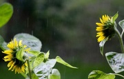 26th Jun 2018 - Thirsty Sunflowers