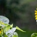 Thirsty Sunflowers by essiesue