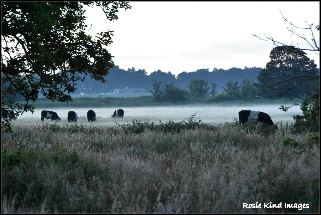Mist across the marshes by rosiekind