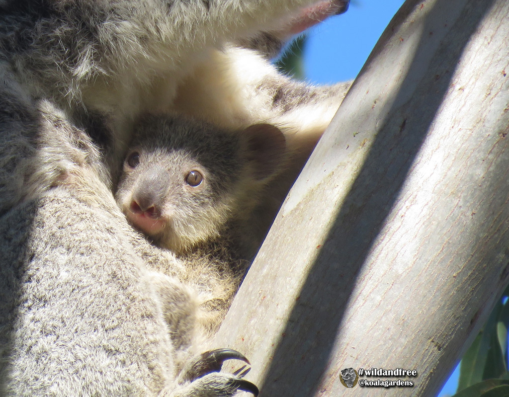 safe in mum's lap by koalagardens