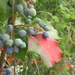 Blue Berries, Red Leaf