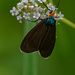 Virginia ctenucha Moth by rminer
