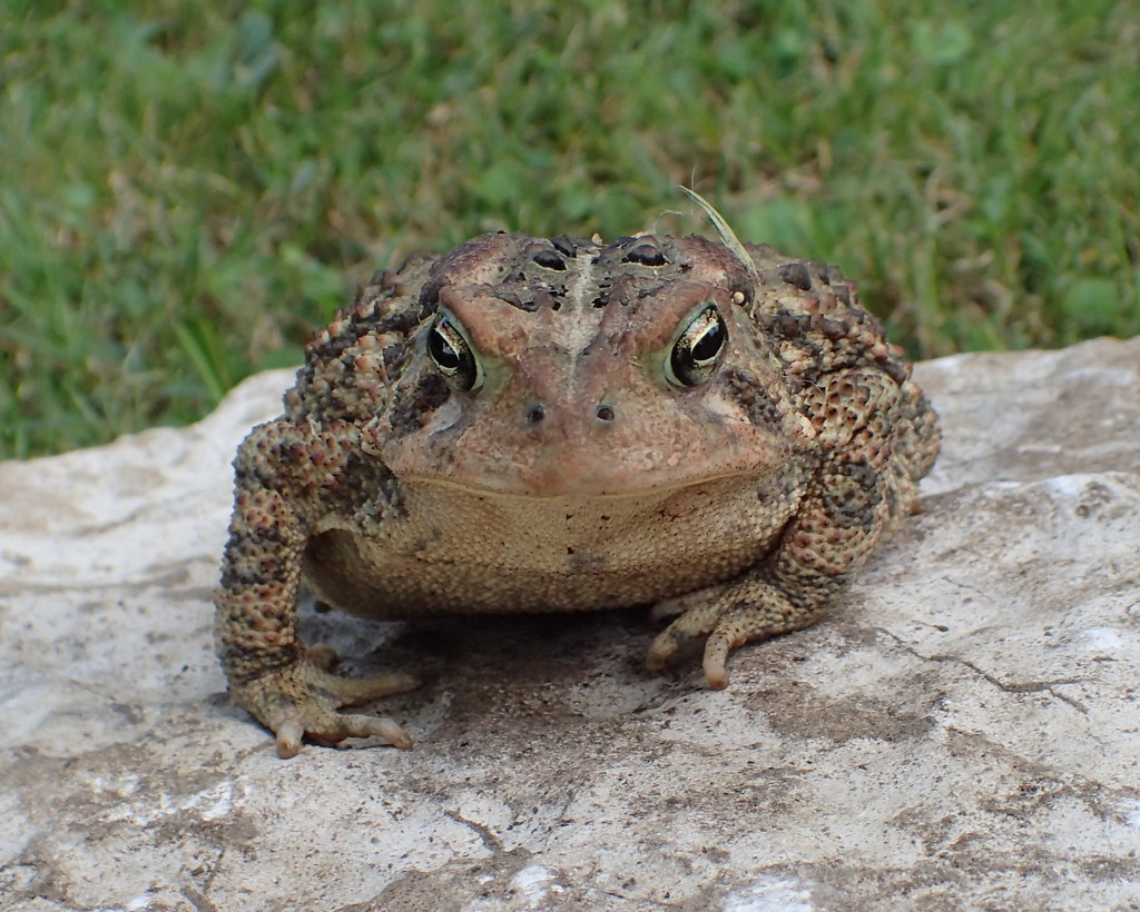 Mr. Toad by cjwhite