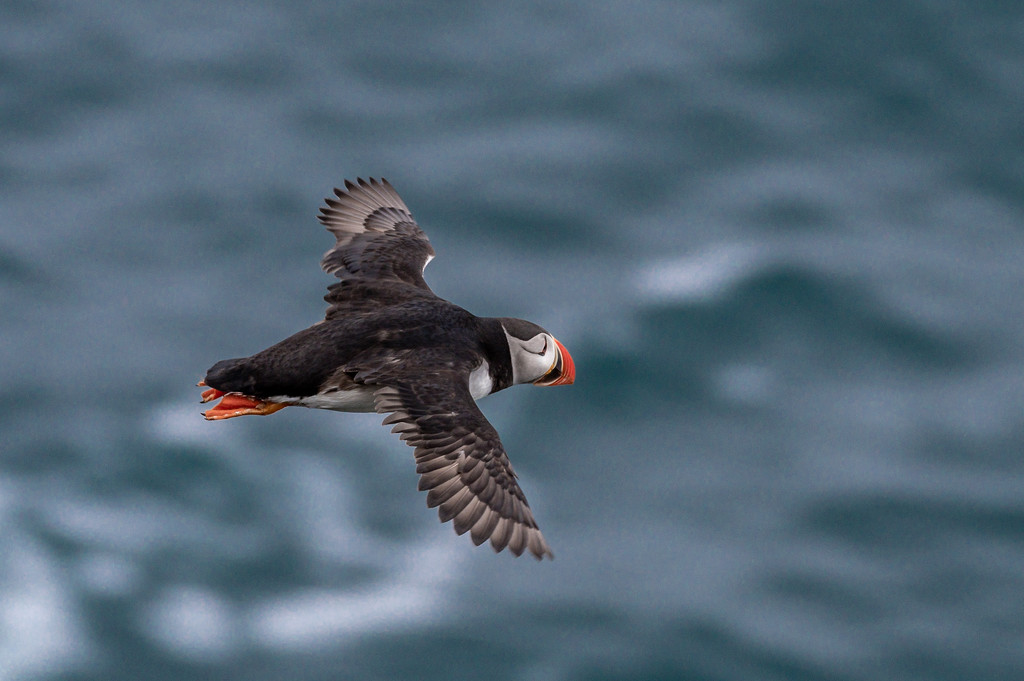 Puffin flypast by inthecloud5