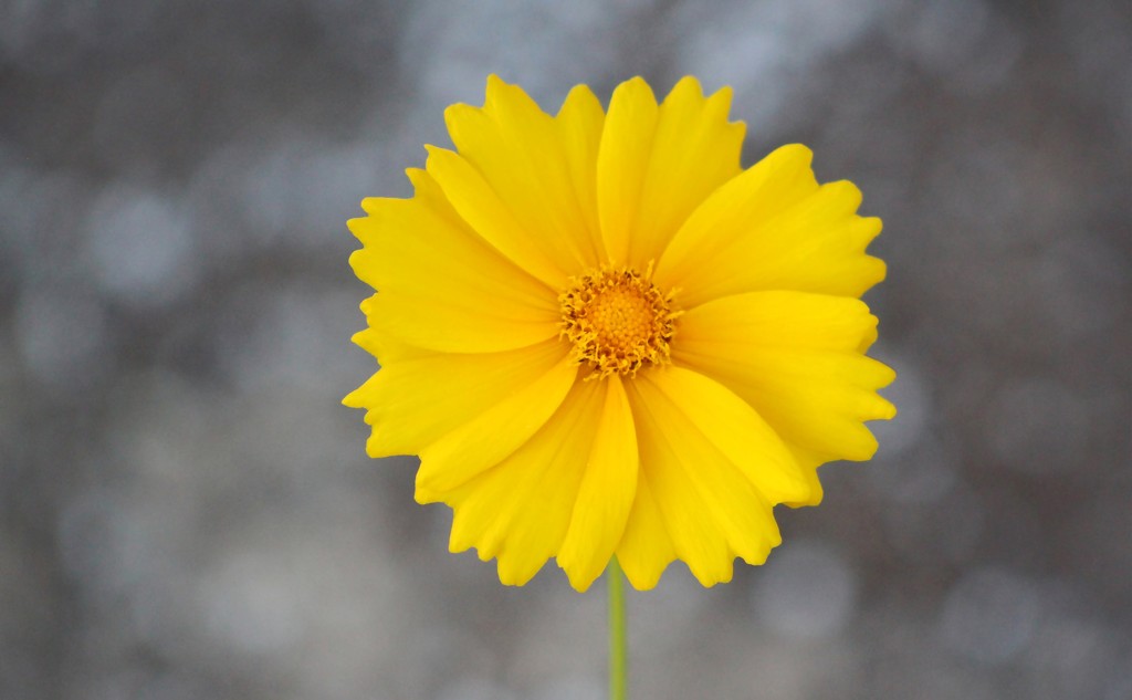 Lanceleaf Coreopsis by paintdipper
