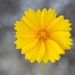 Lanceleaf Coreopsis by paintdipper