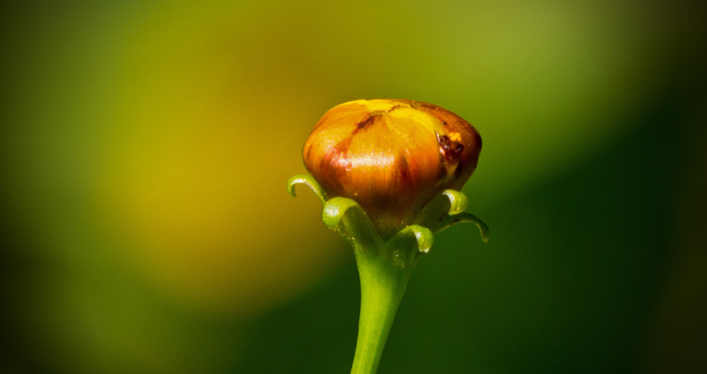 Flower Bud! by rickster549