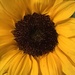 Sunflower  by dakotakid35