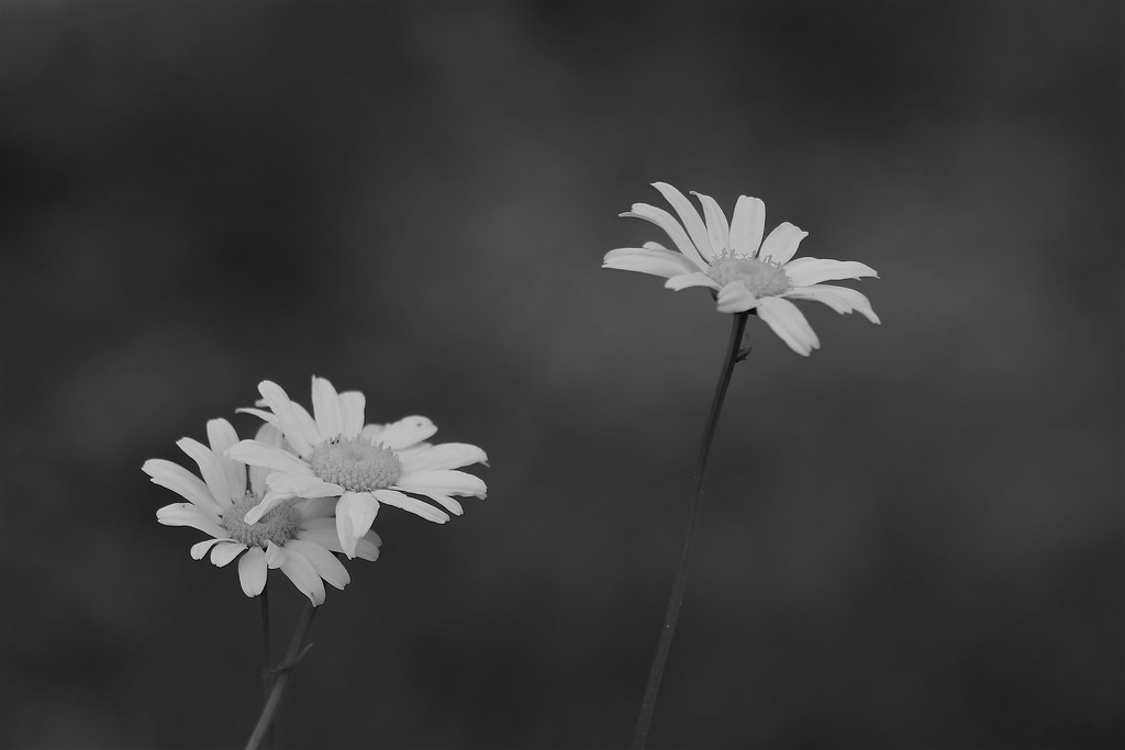 dark daisies by edorreandresen