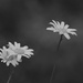 dark daisies by edorreandresen