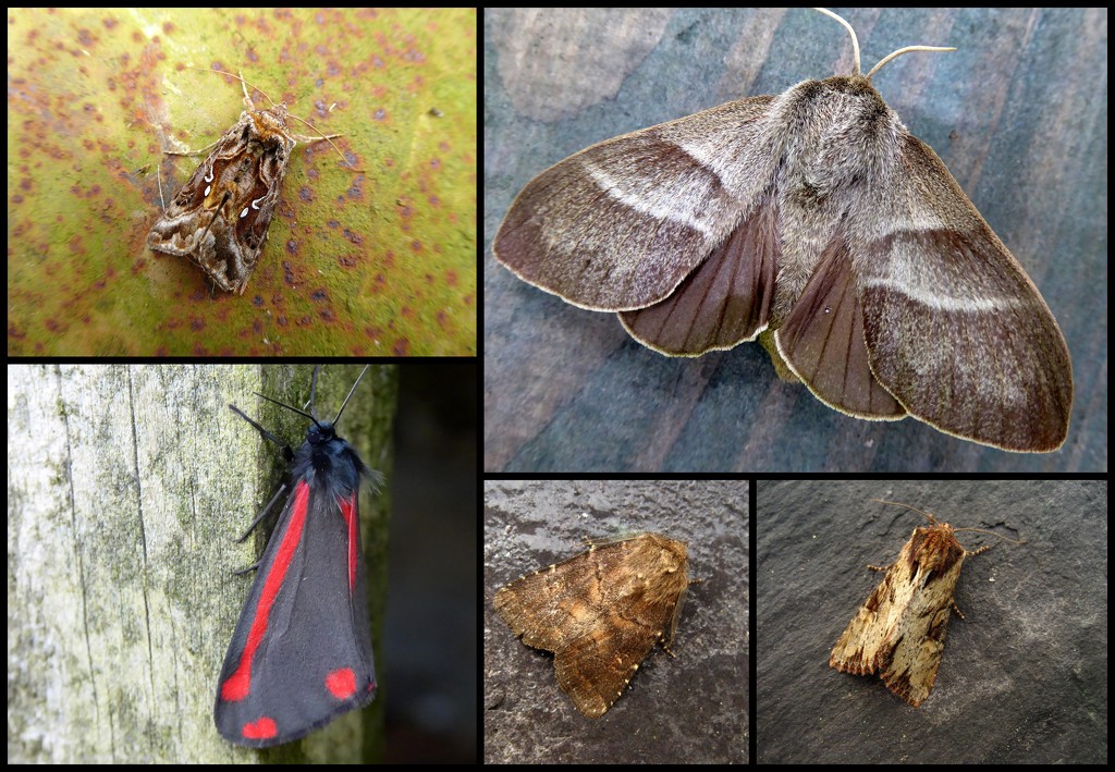 Garden moths 19 by steveandkerry