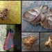 Garden moths 19 by steveandkerry