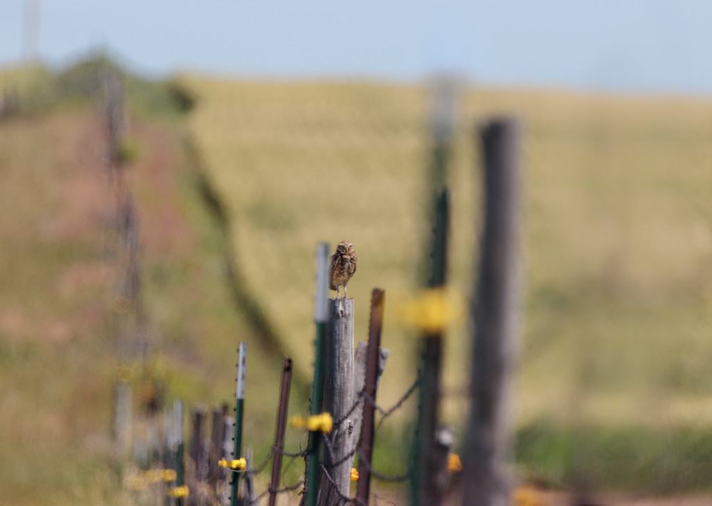 burrowing owl by aecasey