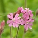Red Campion by oldjosh