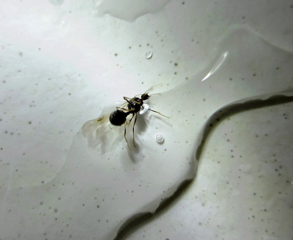 Mrav uči plivati by vesna0210