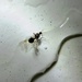 Mrav uči plivati by vesna0210