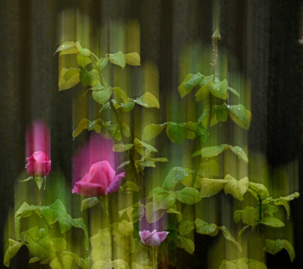 Roses In The Rain_DSC1167 by merrelyn
