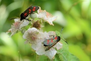 27th Jun 2018 - Two daytime moths....