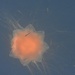 Jellyfish by janeandcharlie